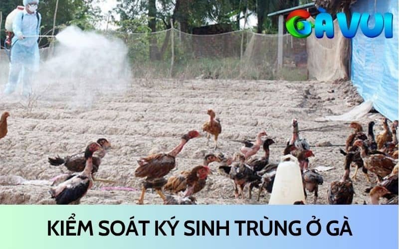 Chủ động kiểm soát ký sinh trùng ở gà Chủ động kiểm soát ký sinh trùng ở gà