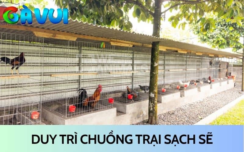 Duy trì chuồng trại sạch sẽ để phòng bệnh cho gà đá Duy trì chuồng trại sạch sẽ để phòng bệnh cho gà đá