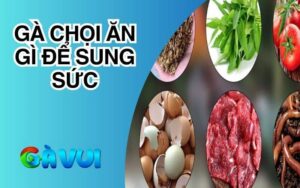 Gà chọi ăn gì để sung sức