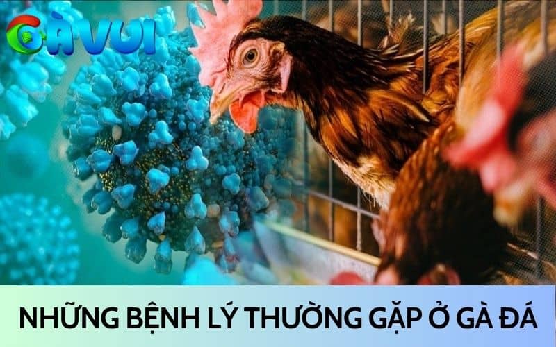 Những bệnh lý thường gặp ở gà đá Những bệnh lý thường gặp ở gà đá