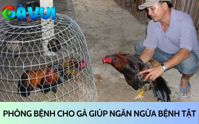 Phòng bệnh cho gà đá giúp ngăn ngừa các bệnh tật