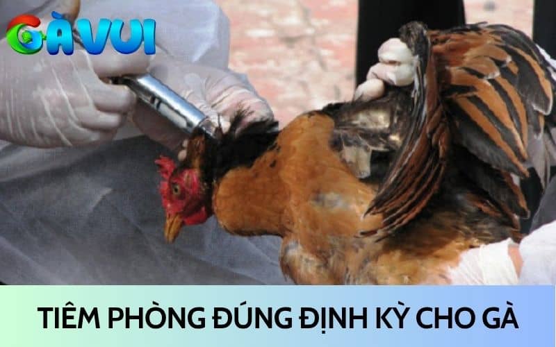 Tiêm phòng đúng định kỳ để giúp gà có kháng thể tốt Tiêm phòng đúng định kỳ để giúp gà có kháng thể tốt