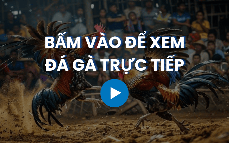bam vao xem da ga truc tiep blv ga vui