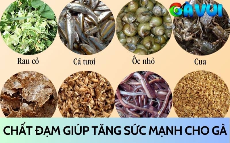 Bổ sung chất đạm cho gà để tăng sức mạnh Bổ sung chất đạm cho gà để tăng sức mạnh