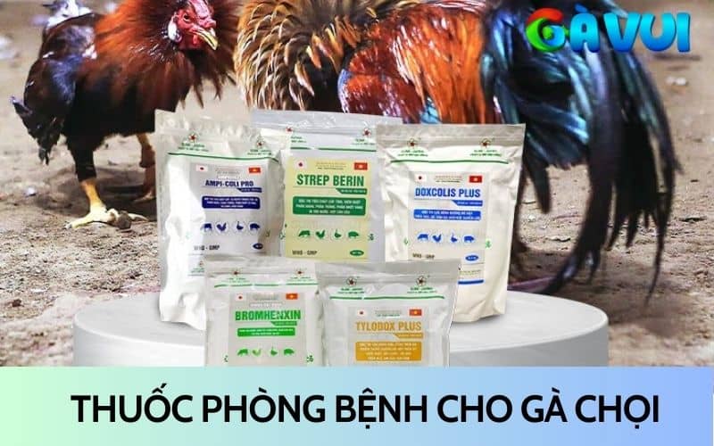 Bổ sung thuốc và phòng bệnh cho gà Bổ sung thuốc và phòng bệnh cho gà