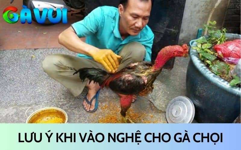 Lưu ý không nên vào nghệ cho gà mỗi ngày Lưu ý không nên vào nghệ cho gà mỗi ngày