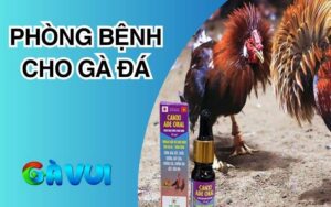 Phòng bệnh cho gà đá
