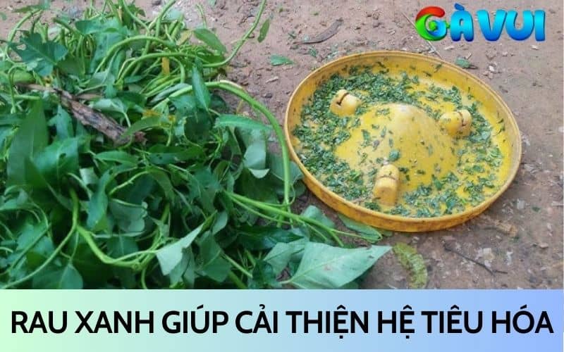 Rau xanh giúp gà chọi cải thiện hệ tiêu hóa Rau xanh giúp gà chọi cải thiện hệ tiêu hóa