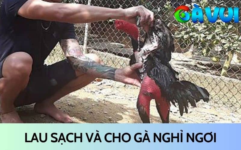 Sau khi vào nghệ xong cần lau sạch và cho gà nghỉ ngơi Sau khi vào nghệ xong cần lau sạch và cho gà nghỉ ngơi