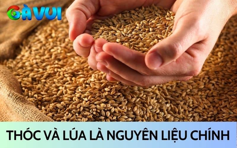 Thóc và lúa là nguyên liệu chính cho gà ăn hàng ngày Thóc và lúa là nguyên liệu chính cho gà ăn hàng ngày