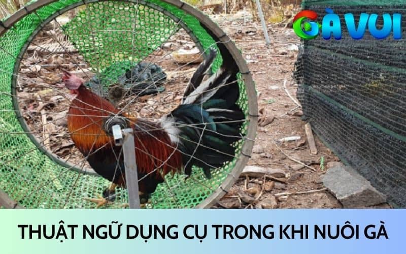Thuật ngữ dụng cụ trong quá trình nuôi gà đá Thuật ngữ dụng cụ trong quá trình nuôi gà đá