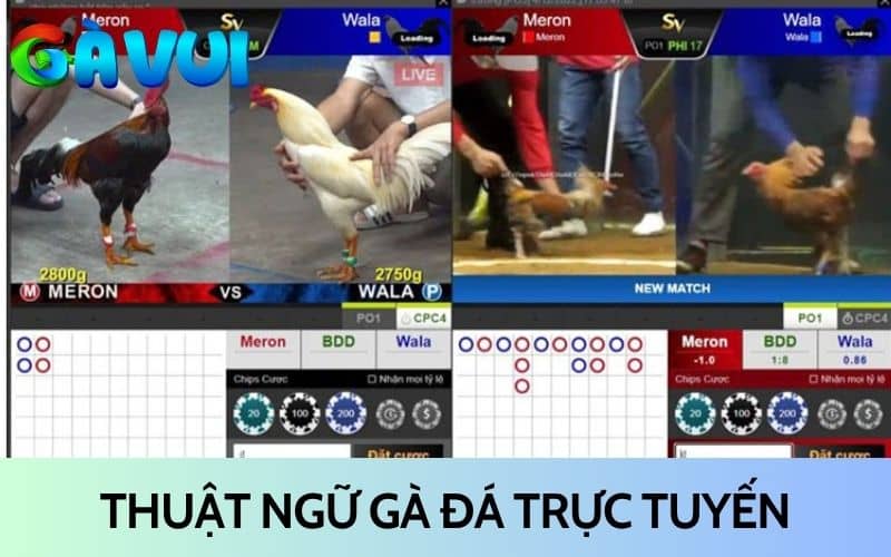 Thuật ngữ trong đá gà trực tuyến Thuật ngữ trong đá gà trực tuyến