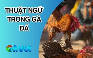 Thuật Ngữ Trong Đá Gà