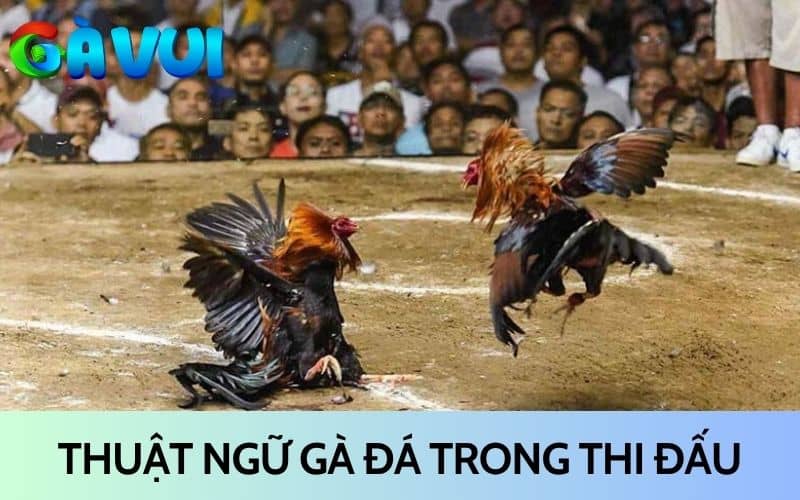 Thuật ngữ trong gà đá khi thi đấu Thuật ngữ trong gà đá khi thi đấu