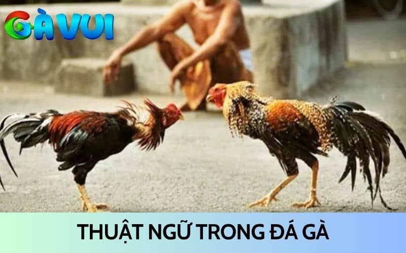 Thuật ngữ trong gà đá là các từ đặc trưng trong giới đá gà Thuật ngữ trong gà đá là các từ đặc trưng trong giới đá gà