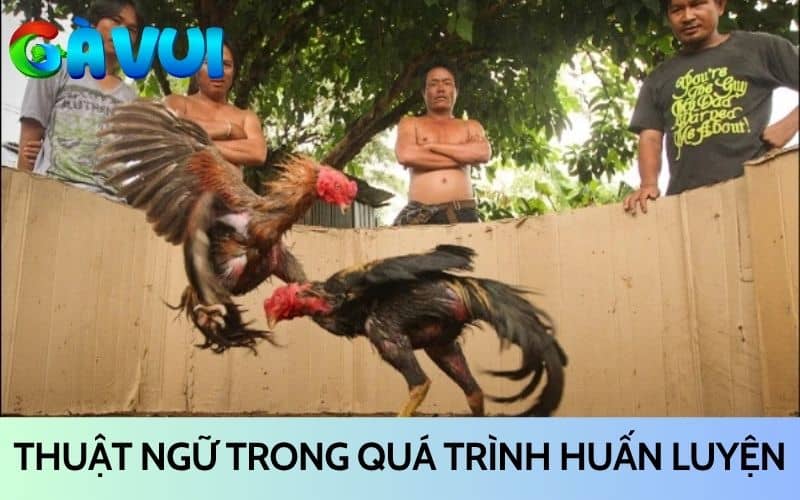 Thuật ngữ trong việc huấn luyện gà đá Thuật ngữ trong việc huấn luyện gà đá