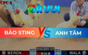 Trận 17 CPC2 Ngày 23/05/2025 – Gà Bảo Sting Đá Gà Xanh Xỉu Hết Cứu