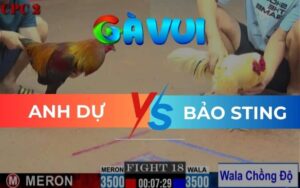 Trận 18 CPC2 Ngày 23/05/2025 – Gà Bảo Sting Bươi Chà Khiến Điều Té Khỏi Sửa