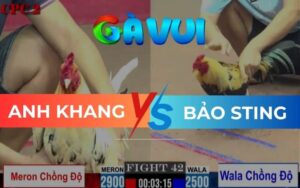 Trận 42 CPC2 Ngày 23/05/2025 – Gà Chuối Một Mắt Chấp 4 Chấm Vẫn Thắng