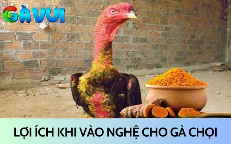Vào nghệ cho gà chọi có nhiều lợi ích Vào nghệ cho gà chọi có nhiều lợi ích