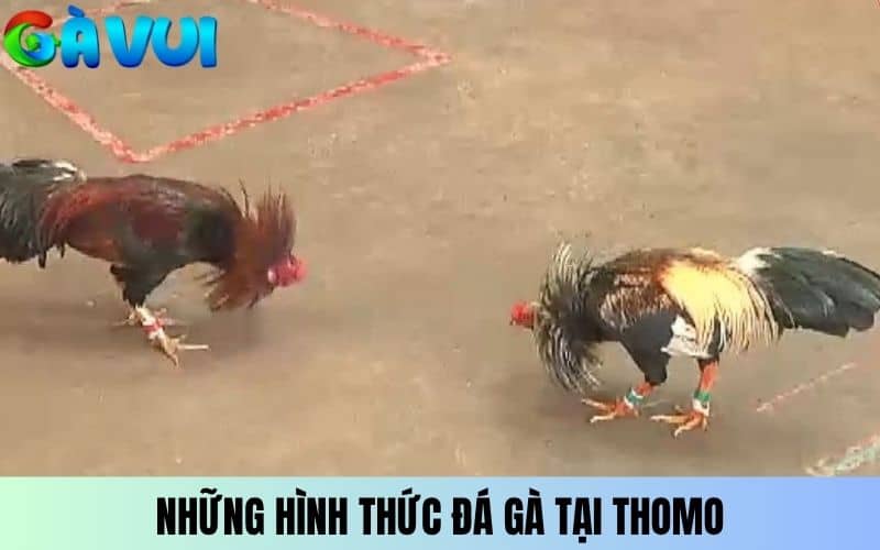 Những hình thức đá gà tại trường gà Thomo Những hình thức đá gà tại trường gà Thomo