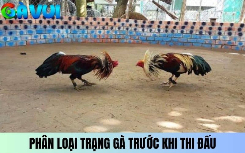 Phân loại trạng gà trước khi thi đấu Phân loại trạng gà trước khi thi đấu