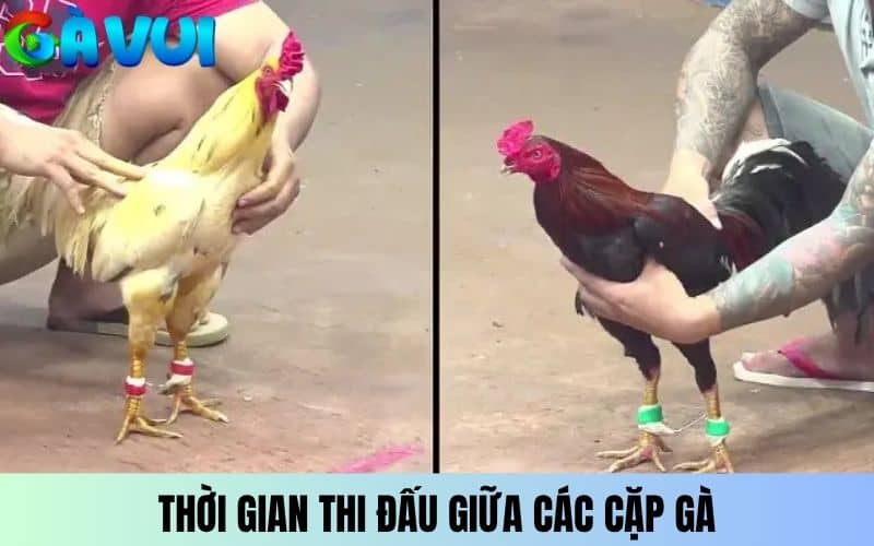 Thời gian thi đấu đá gà tại Thomo diễn ra nhanh chóng Thời gian thi đấu đá gà tại Thomo diễn ra nhanh chóng