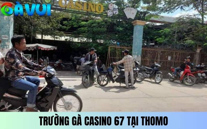 Trường gà Casino 67 tại Thomo Trường gà Casino 67 tại Thomo