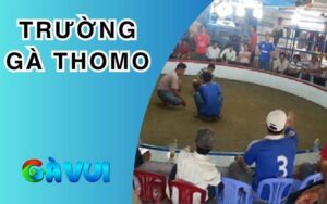 Trường Gà Thomo