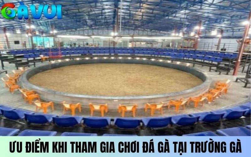Ưu điểm khi tham gia chơi đá gà tại trường gà Thomo Ưu điểm khi tham gia chơi đá gà tại trường gà Thomo