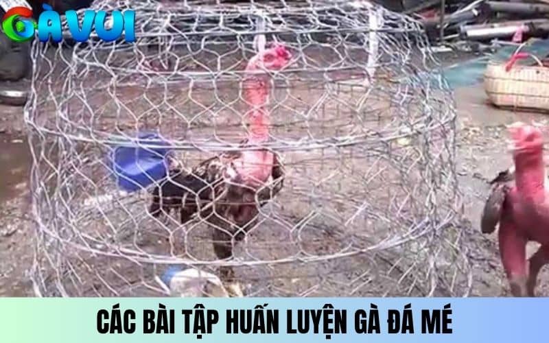 Áp dụng các bài tập để huấn luyện gà chọi đá mé Áp dụng các bài tập để huấn luyện gà chọi đá mé