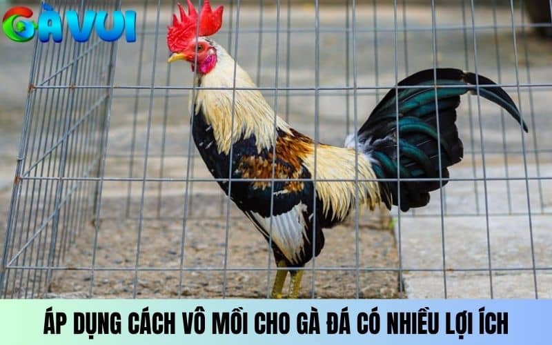 Áp dụng cách vô mồi cho gà đá mang lại nhiều lợi ích Áp dụng cách vô mồi cho gà đá mang lại nhiều lợi ích