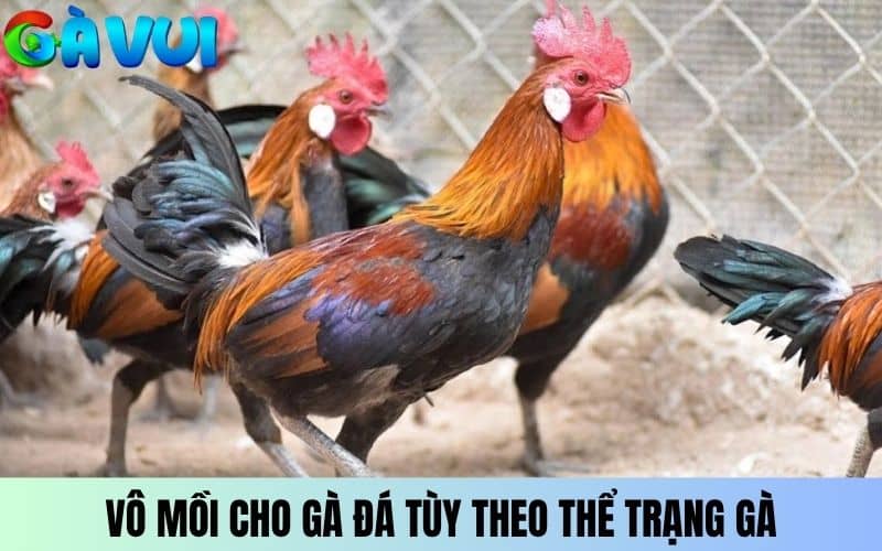 Áp dụng cách vô mồi cho gà đá tùy theo thể trạng gà Áp dụng cách vô mồi cho gà đá tùy theo thể trạng gà