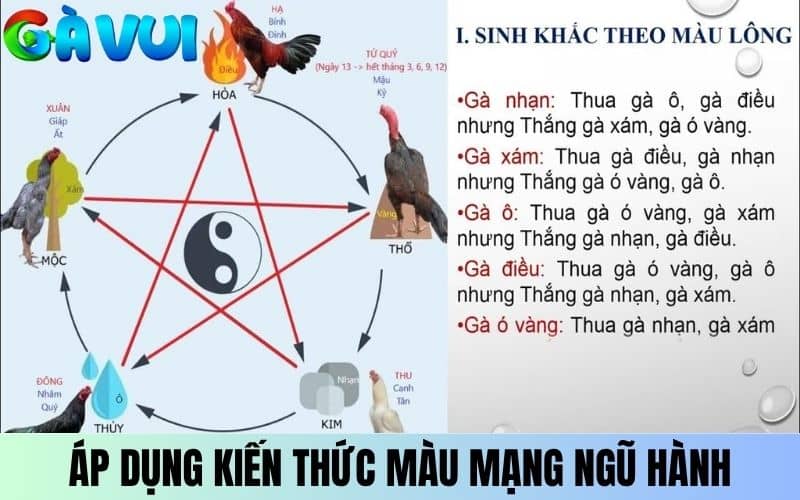 Áp dụng kiến thức màu mạng vào đá gà mạng trực tiếp Áp dụng kiến thức màu mạng vào đá gà mạng trực tiếp
