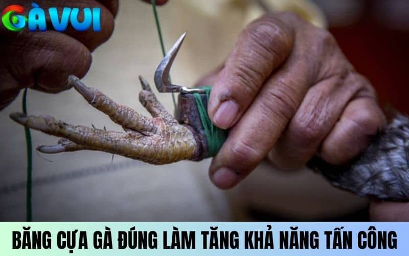 Băng cựa gà đúng cách sẽ tối ưu khả năng tấn công Băng cựa gà đúng cách sẽ tối ưu khả năng tấn công
