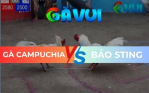 Bảo Sting Đá Gà Tại Bồ Dinh Bà Đồng Tháp Ngày 21/06/2025