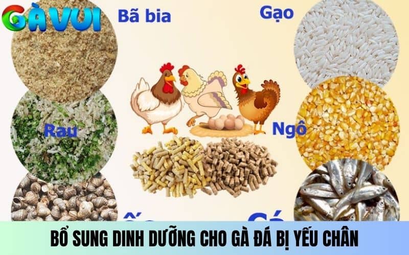 Bổ sung dinh dưỡng cho gà đá bị yếu chân Bổ sung dinh dưỡng cho gà đá bị yếu chân
