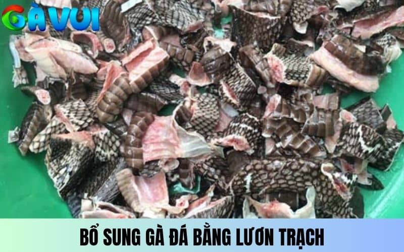 Bổ sung mồi cho gà đá bằng lươn trạch Bổ sung mồi cho gà đá bằng lươn trạch