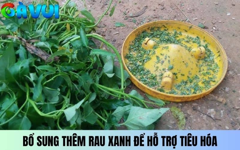 Bổ sung thêm rau xanh giúp gà tiêu hóa tốt Bổ sung thêm rau xanh giúp gà tiêu hóa tốt