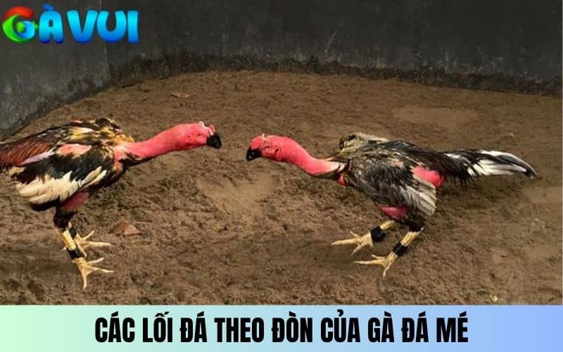 Các lối đá mé theo đòn của gà chọi Các lối đá mé theo đòn của gà chọi