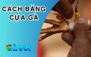 Cách Băng Cựa Gà