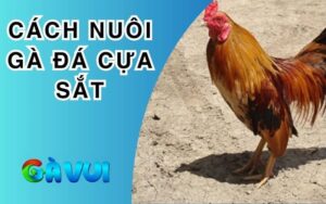 Cách Nuôi Gà Đá Cựa Sắt