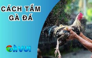 Cách Tắm Gà Đá