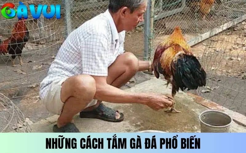 Cách tắm gà đá bằng những phương pháp phổ biến Cách tắm gà đá bằng những phương pháp phổ biến