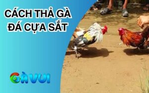 Cách Thả Gà Đá Cựa Sắt