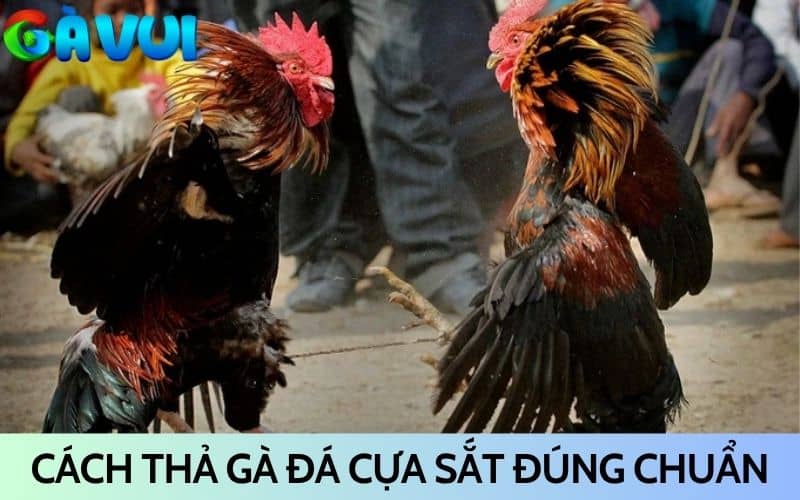 Cách thả gà đá cựa sắt chuẩn giúp dành phần lợi khi đấu Cách thả gà đá cựa sắt chuẩn giúp dành phần lợi khi đấu
