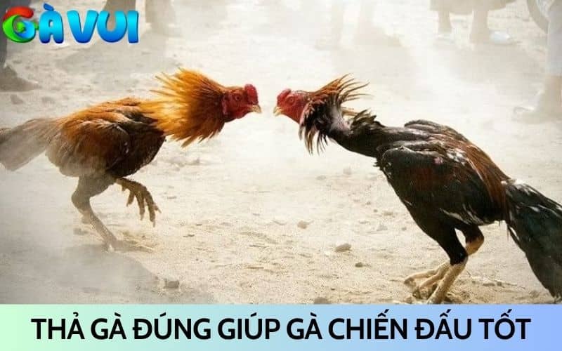 Cách thả gà đá cựa sắt đúng giúp chiến kê chiến đấu tốt Cách thả gà đá cựa sắt đúng giúp chiến kê chiến đấu tốt