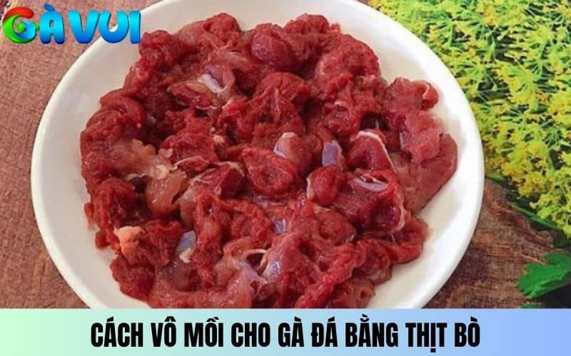 Cách vô mồi cho gà đá cựa sắt bằng thịt bò Cách vô mồi cho gà đá cựa sắt bằng thịt bò