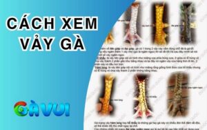 Cách Xem Vảy Gà