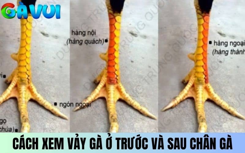 Cách xem vảy gà chuẩn ở mặt trước và sau chân gà Cách xem vảy gà chuẩn ở mặt trước và sau chân gà